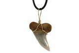 Fossil Mako Tooth Necklace - Bakersfield, California #95255-1